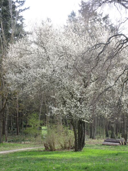 schlossparkfuhrung-auf-dem-schwanberg-immer-am-3-sonntag-im-monat