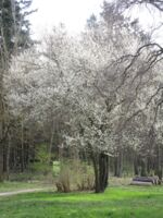 Schlossparkführung auf dem Schwanberg immer am 3. Sonntag im Monat