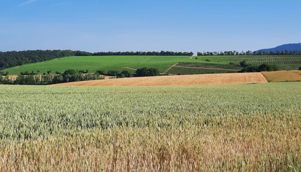 sonderfuhrung-vom-dorf-in-die-flur-ein-kultureller-streifzug-durch-wiese-wald-natur