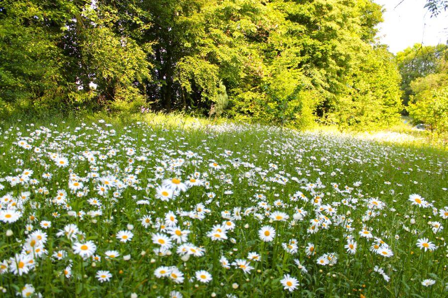 sommerkrauter-ein-spaziergang-rund-ums-steigerwald-zentrum