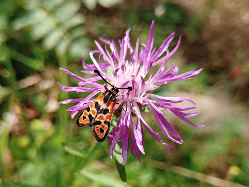 entdeckungstour-fur-gross-und-klein-an-der-trimburg-familienfuhrung-mit-rangerin-amelie-noth
