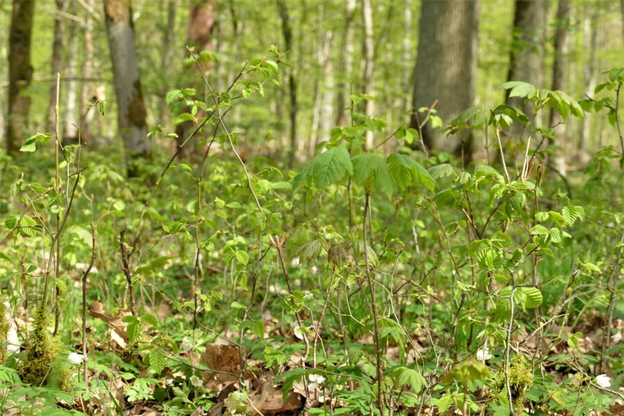 naturgemasse-waldbewirtschaftung-erleben-einladung-zum-waldspaziergang