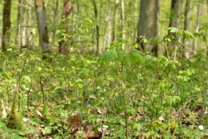 Naturgemäße Waldbewirtschaftung erleben – Einladung zum Waldspaziergang