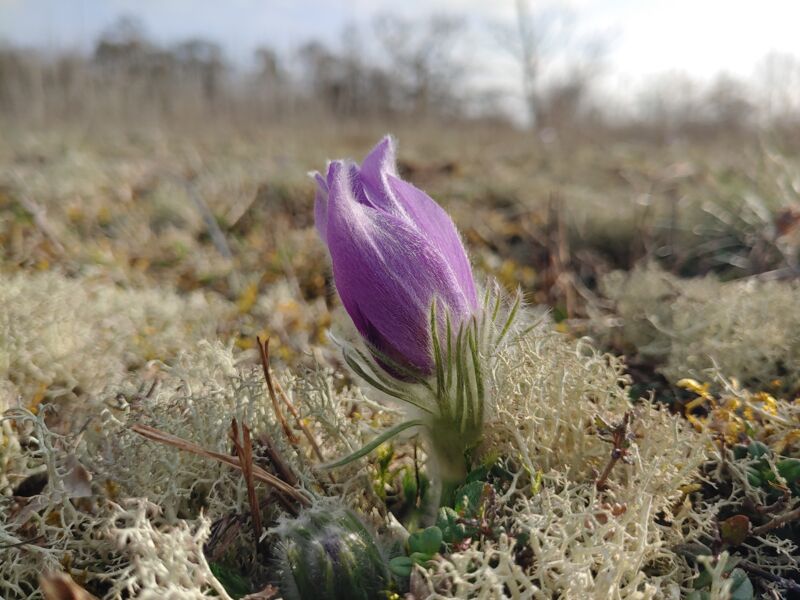 fruhbluher-am-sodenberg-gefuhrte-wanderung-mit-rangerin-amelie-noth