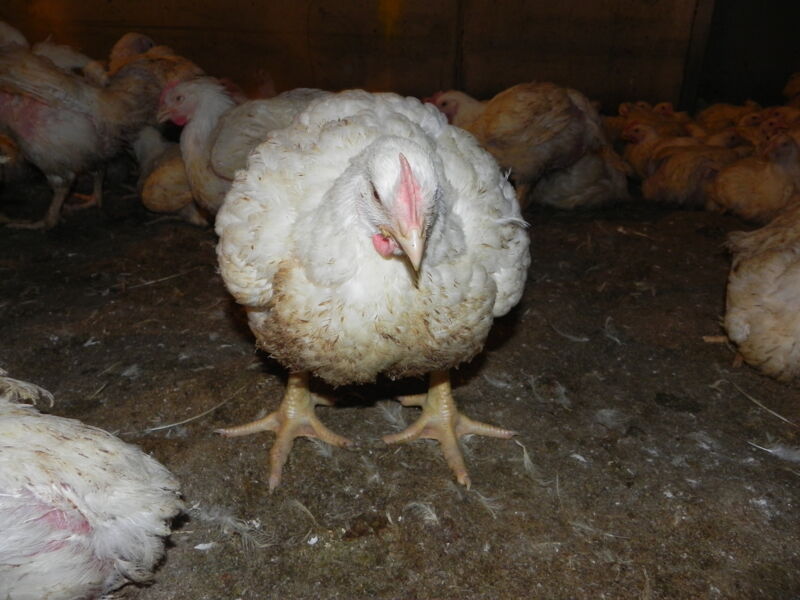 animal-rights-watch-ariwa-0wurzburg-42-tage-bis-zum-tod-infostand-und-silent-line