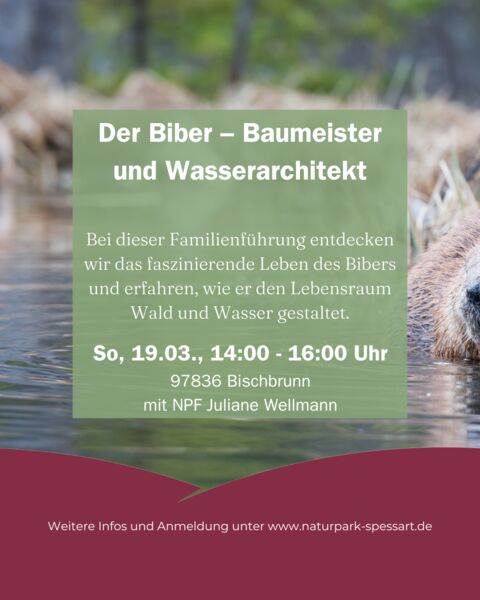 der-biber-baumeister-und-wasserarchitekt