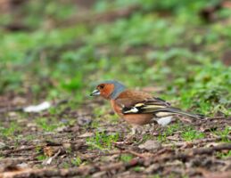 Vogelstimmenwanderung im Naturschutzgebiet Weyhershauk - Geführte Wanderung mit Ranger Daniel Scheffler