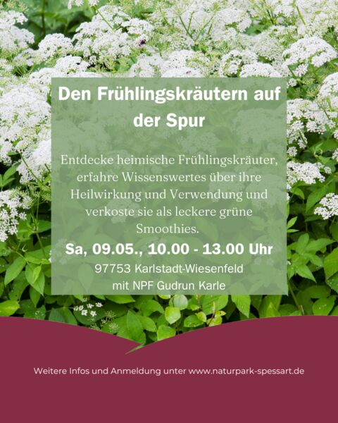 den-fruhlingskrautern-auf-der-spur