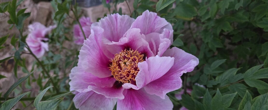 pfingstrosen-und-ihre-pflege