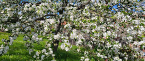 Ausstellung: Streuobstwiesen - Paradiese aus Menschenhand