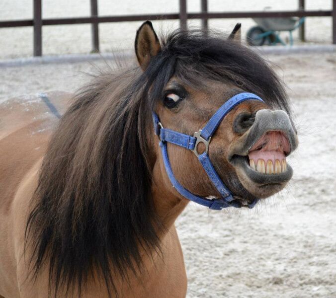 tag-der-offenen-stalltur