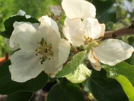 In der Rhön unterwegs mit Carmen Schiefhauer: Mit Karlchen Kauz in die Streuobstwiese