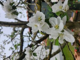 Pflanzenbörse am Stadtsee Zeil