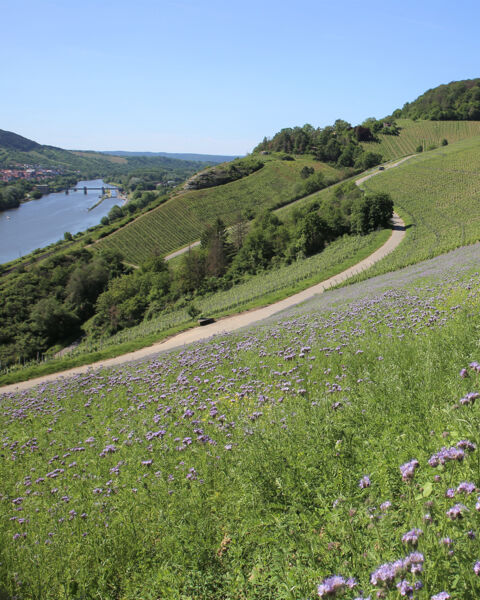 panoramablick-wanderung