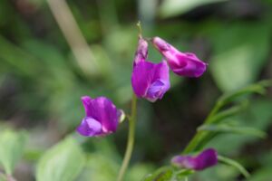 Wanderung zu Bärlauch und Co