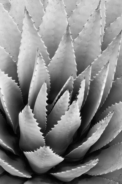 botanica