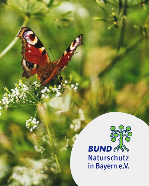 auf-den-spuren-der-heimischen-schmetterlinge-workshop