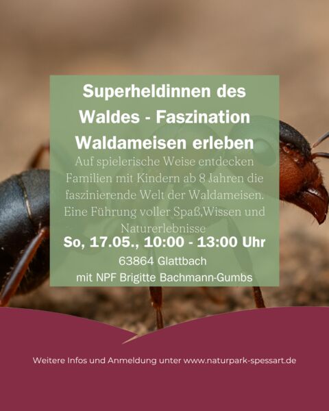 superheldinnen-des-waldes-faszination-waldameisen-erleben