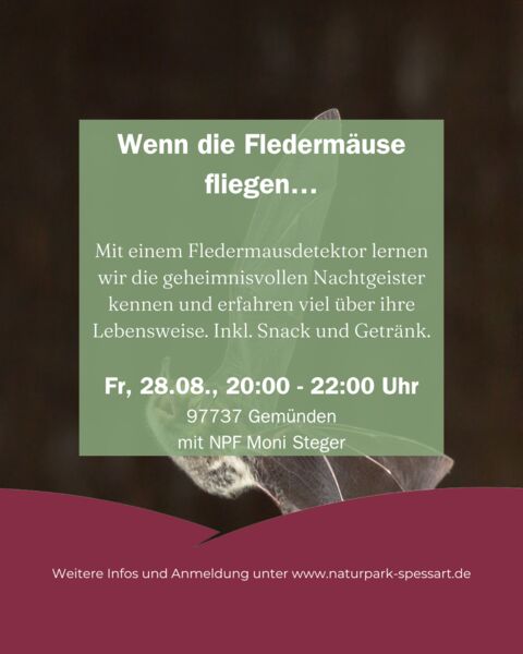 wenn-die-fledermause-fliegen
