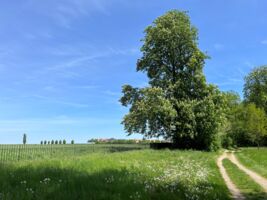 Öffentliche Schlossparkführung