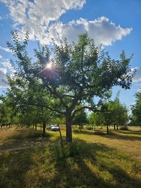 streuobstwiesen-picknick-in-himmelstadt
