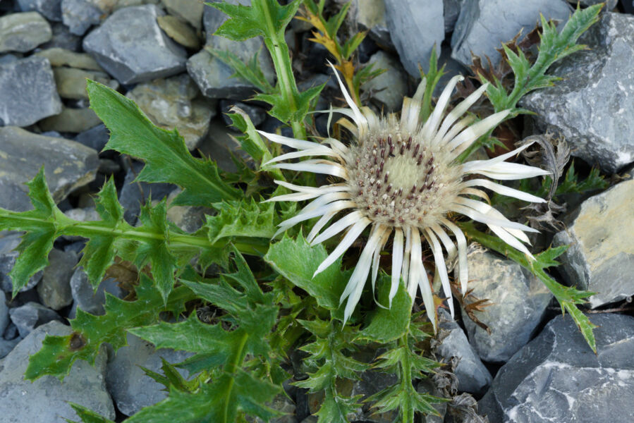 gartenfuhrung-im-naturgarten-artenvielfalt-im-muschelkalk