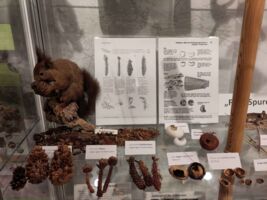 Ausstellung Wilde Buchenwälder mit Sonderausstellung Tierspuren