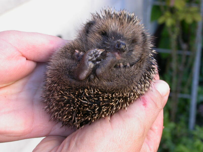 igel-in-not