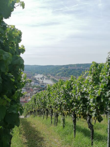 singlewanderung-weininsel-mainschleife