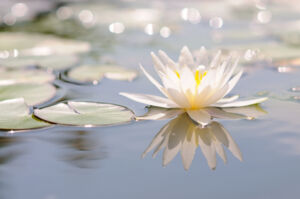 Mozartfest: An strahlendem Morgen