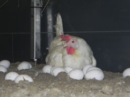 Animal Rights Watch (ARIWA) Würzburg: 