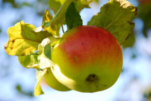 Schätze der Streuobstwiese - Alte Apfel- und Birnensorten entdecken und bewahren