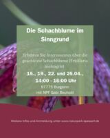 Die Schachblume im Sinngrund