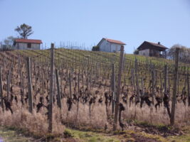 Start in die Wandersaison 2026 mit einer Ganztageswanderung in Altmannsdorf