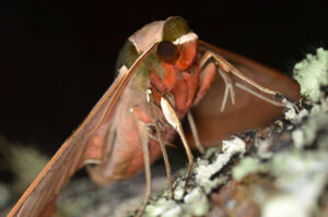 Voller Durchblick bei Sternenlicht - Wie Insekten sich nachts orientieren