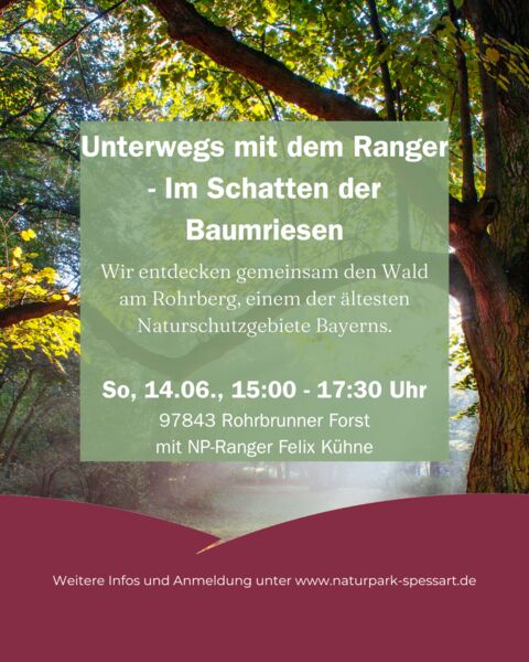 unterwegs-mit-dem-ranger-im-schatten-der-baumriesen