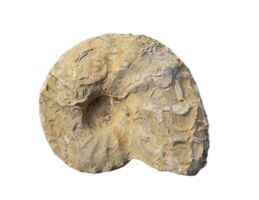 Der mainfränkische Muschelkalk und seine Ceratiten