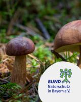 Pilze für den Kochtopf und ihre giftigen Doppelgänger - Vortrag - Woche der Umweltstationen