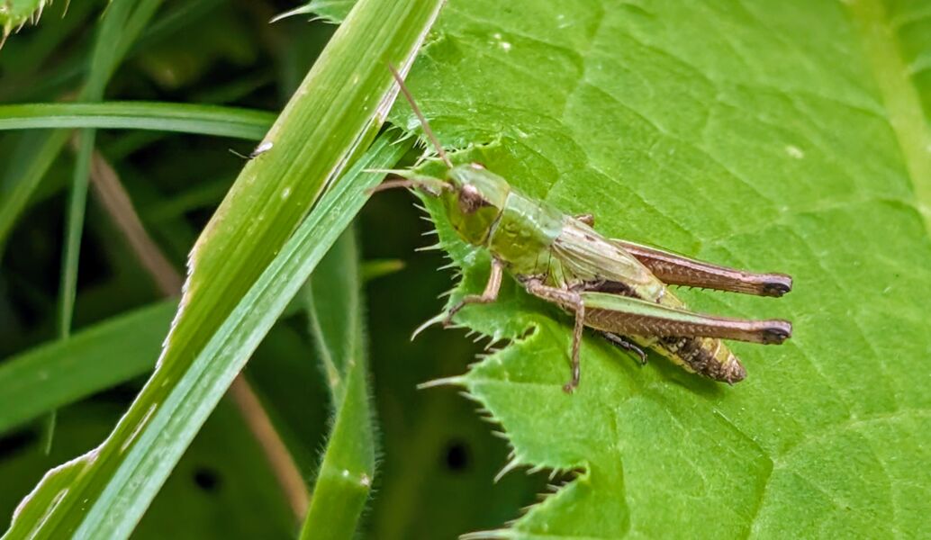 sommerliche-sprunge-grashupfer-heupferde