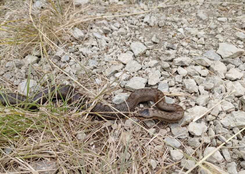 artenvielfalt-in-der-kernzone-gefuhrte-wanderung-mit-rangerin-amelie-noth