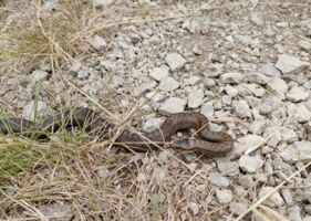 Artenvielfalt in der Kernzone - Geführte Wanderung mit Rangerin Amelie Nöth