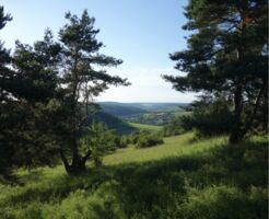 Naturkundliche Wanderung in einem Nebental der Tauber: Von Laudenbach nach Wermutshausen