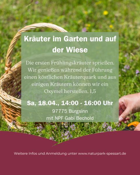 krauter-im-garten-und-auf-der-wiese