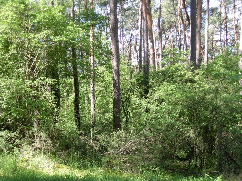 frankische-walder-historie-okologie-geobotanik-klimawandel-waldsysteme-in-unterfranken