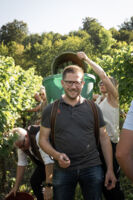 Weinlese hautnah in Castell erleben