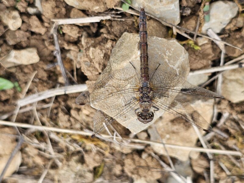 biosphare-erleben-und-verstehen-gefuhrte-feierabendtour-mit-ranger-volker-bauer