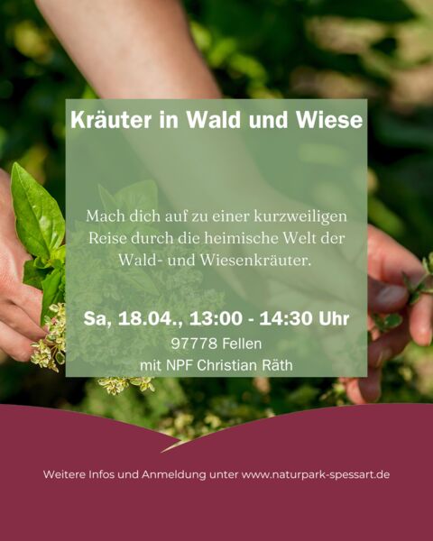 krauter-in-wald-und-wiese