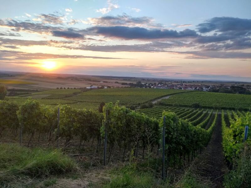 musik-trifft-wein-ein-spaziergang-mit-genuss-und-guter-laune