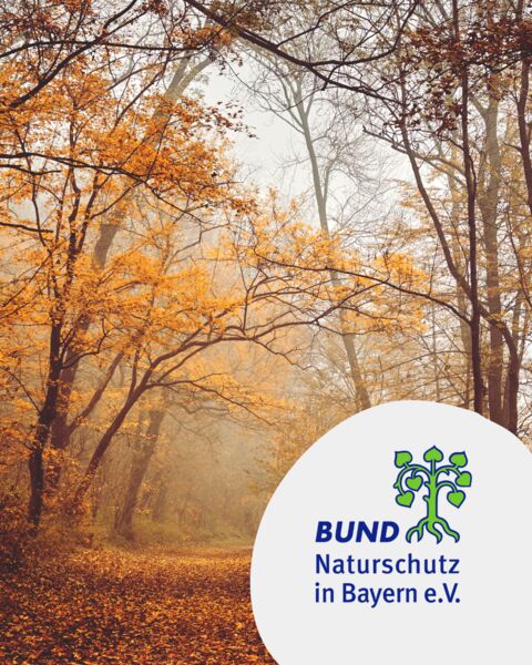 exkursion-zu-den-waldameisen-fuhrung-im-wald-bei-holzkirchen