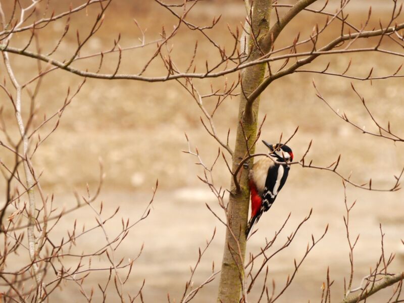 vogelstimmen-spaziergang-im-alten-landesgartenschaupark-zukunftswoche-mainfranken